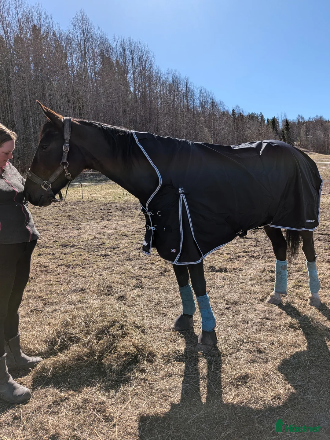 Trav hästar till salu: Pine muscle  i Robertsfors Ö - Annons 2