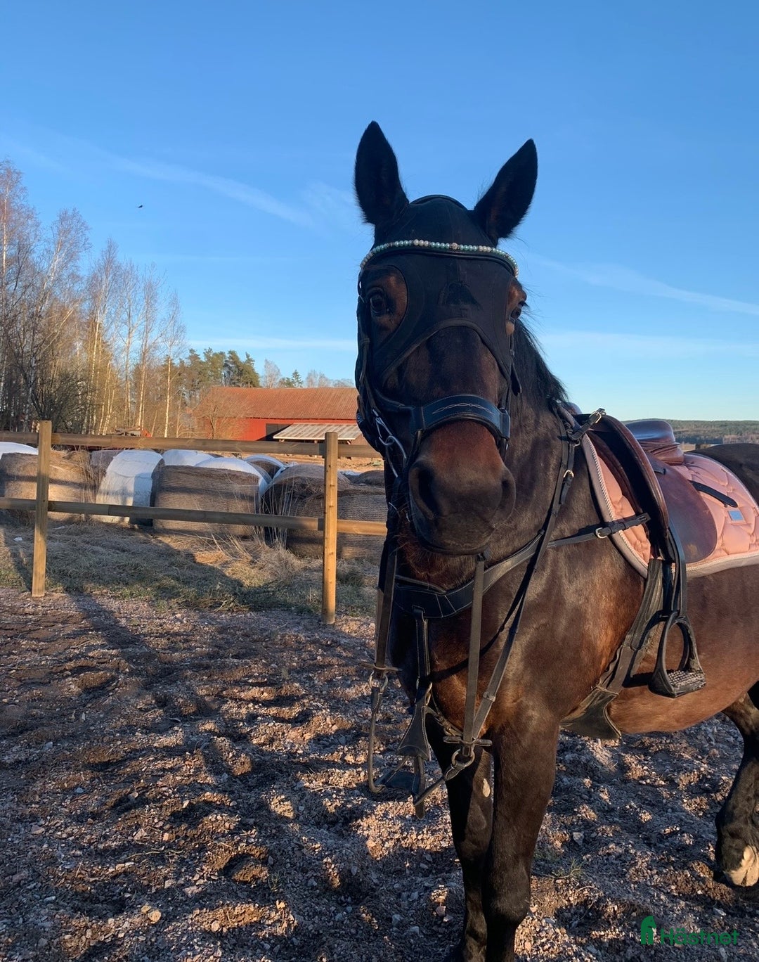 Övrig Hästutrustning hästutrustning till salu: Fenwick Huva & Toggi Columbus Boots i Hedemora - Annons 4