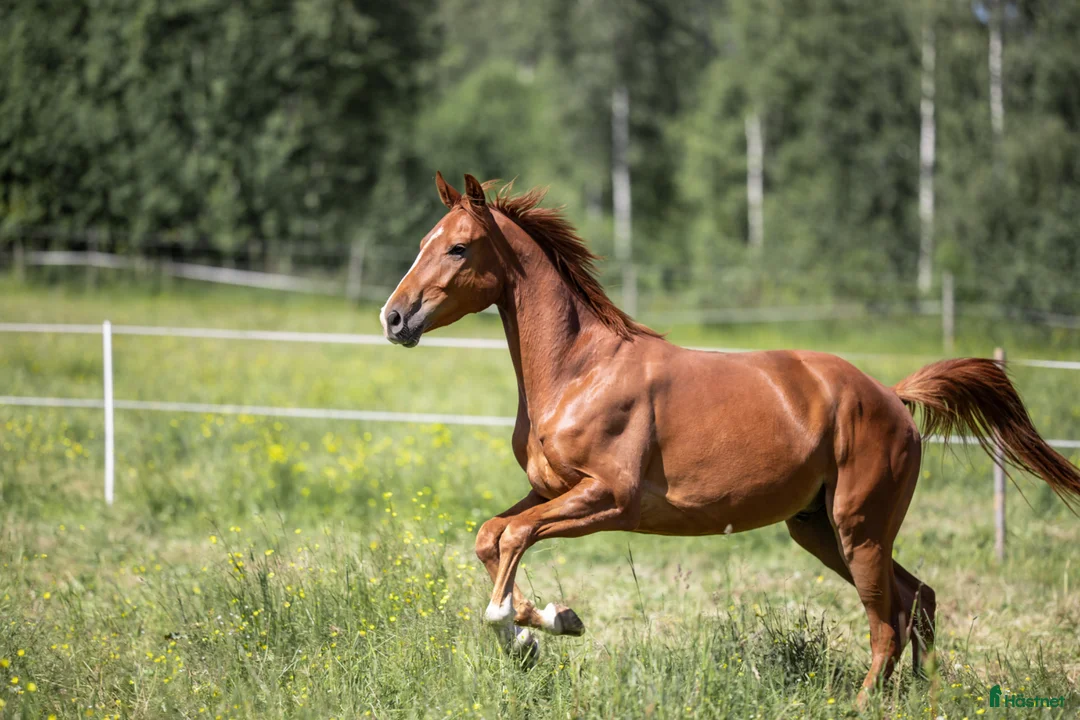 Dressyr hästar till salu: Lovande unghäst med hög ridbarhet i Kil - Annons 2