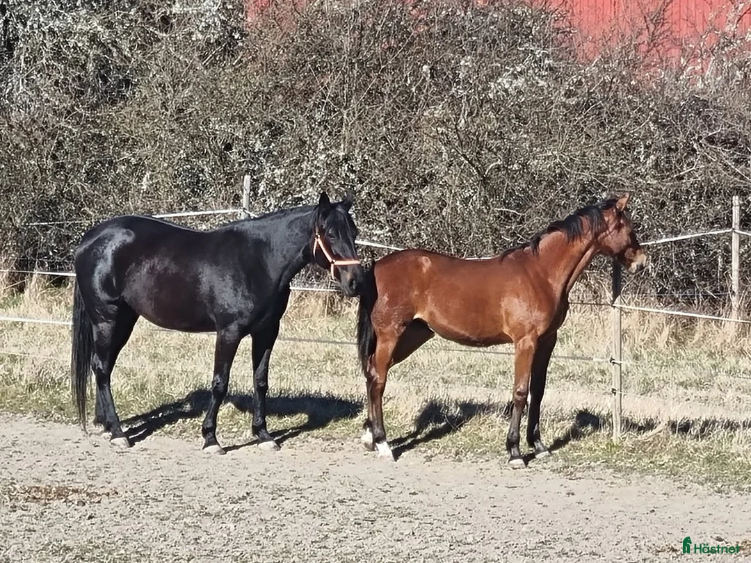 Trav hästar till salu: Fölsto  i Valdemarsvik - Annons 2