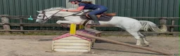 Allround hästar till salu: Quality D pony - Annons 9