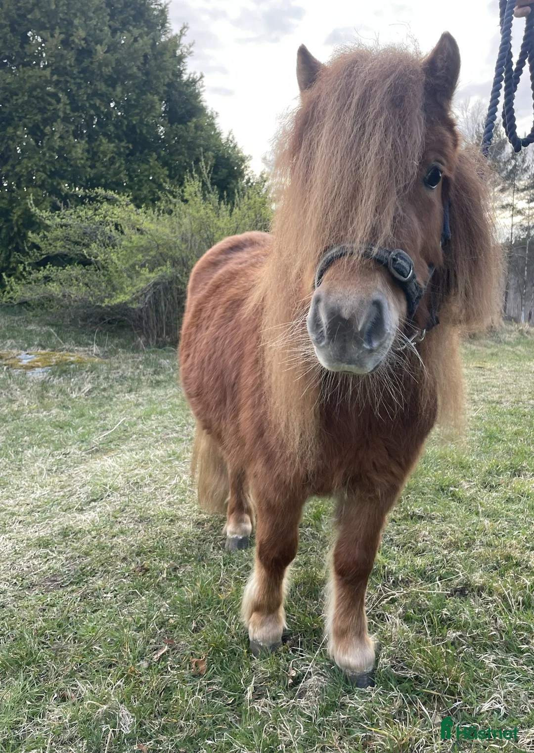 Allround hästar till salu: Shetlandssto 2 år - Annons 2