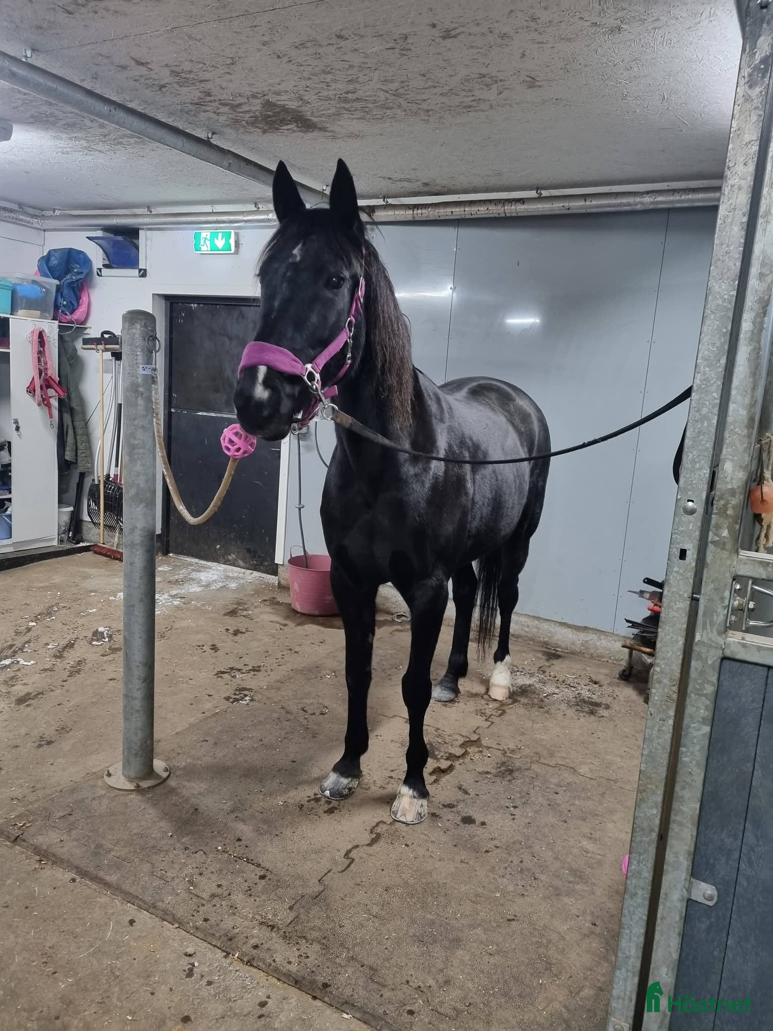  stallplats finnes: Stallplats i Upplands Väsby  - Annons 8