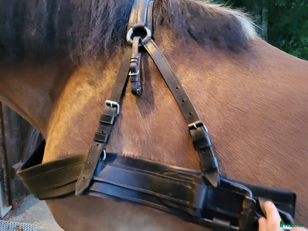 Övrig Hästutrustning hästutrustning till salu: Brösta till stor häst i Grillby - Annons 1