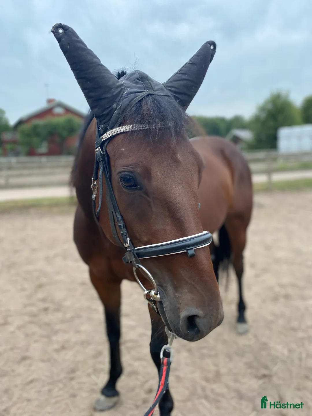 Sällskap hästar till salu: Söker ett bra hem❣️ i Nybro - Annons 4