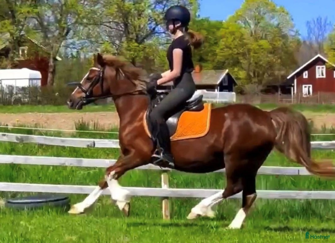 Allround hästar till salu: ✨Guldbelönad Welsh i storlek för både barn & vuxna i Vingåker - Annons 11