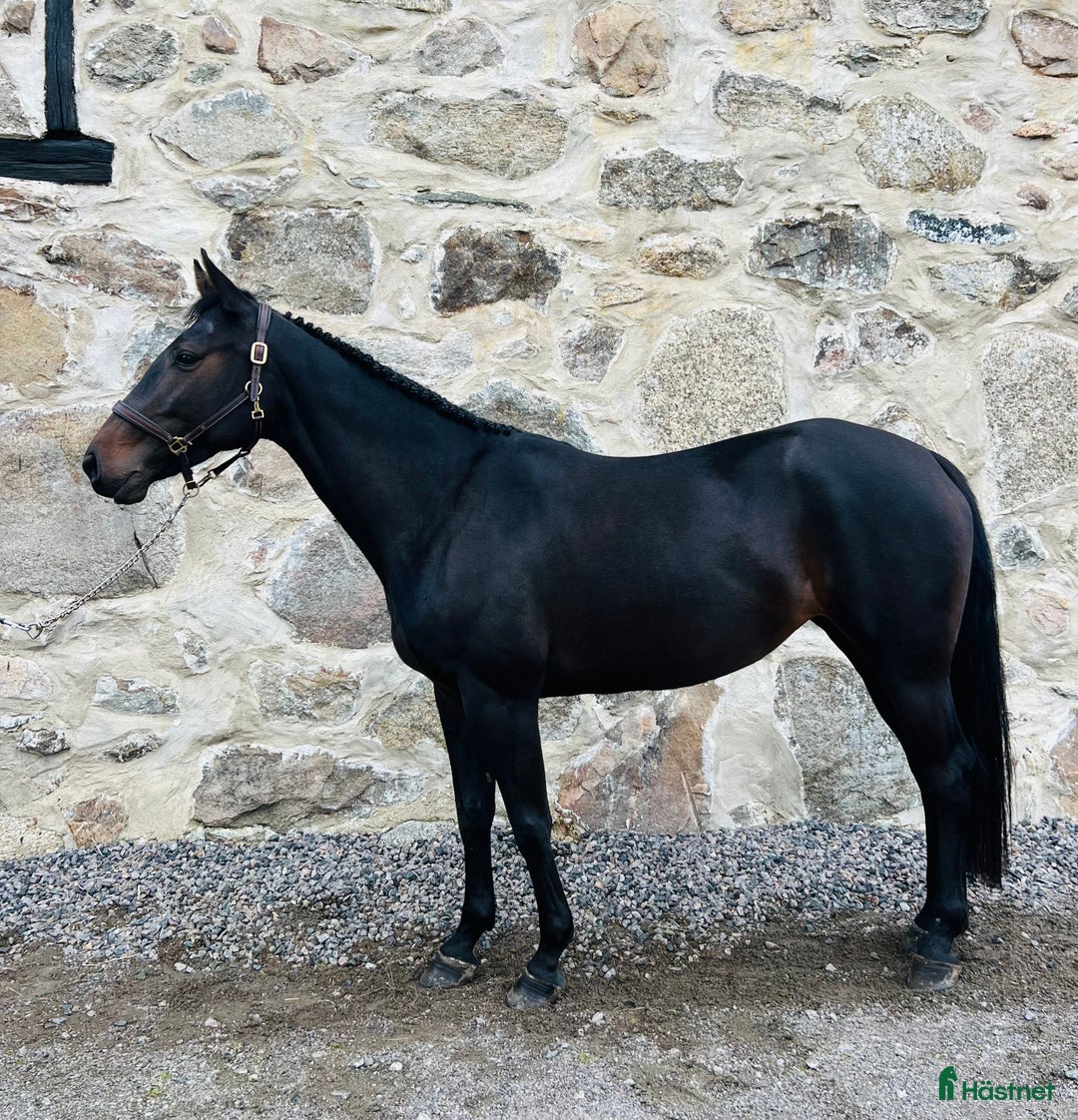 Allround hästar till salu: FYND! Trevlig allroundhäst! i Broby - Annons 1