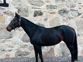 hästar i Broby - Annons 17