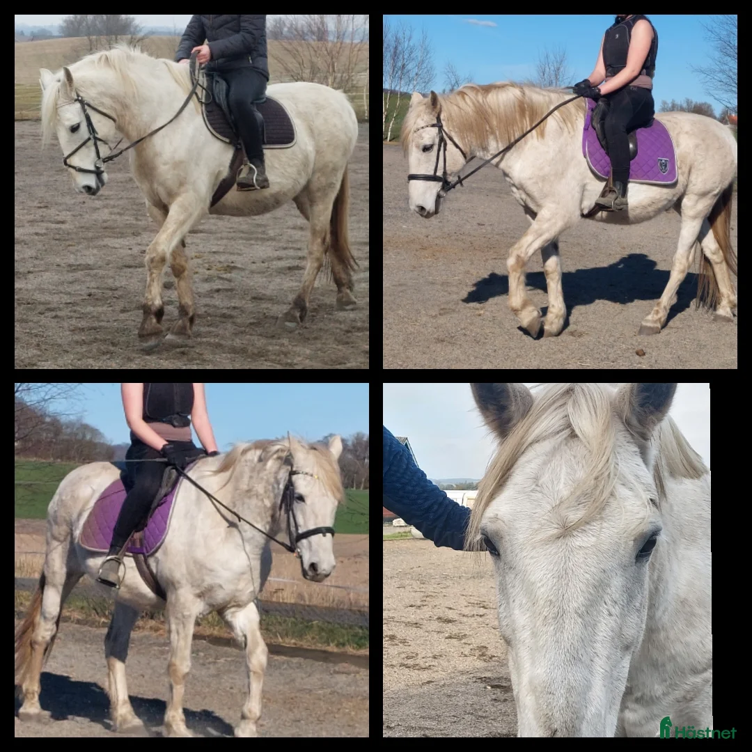 Allround hästar till salu: Snälla Bonty i Skurup - Annons 2