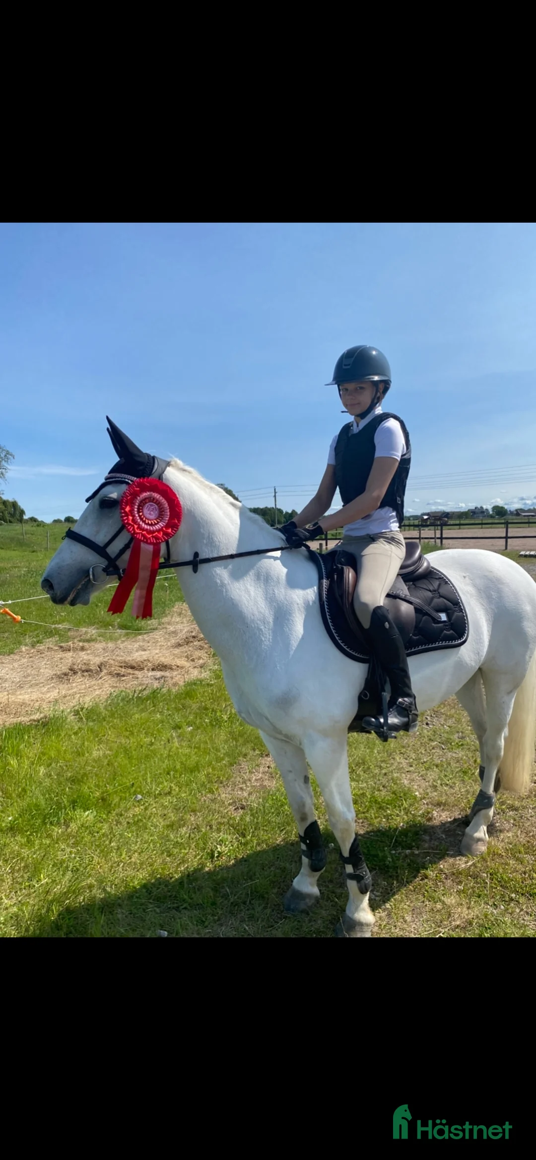 Allround hästar till salu: Drömponny för valfri gren 🌟 - Annons 3