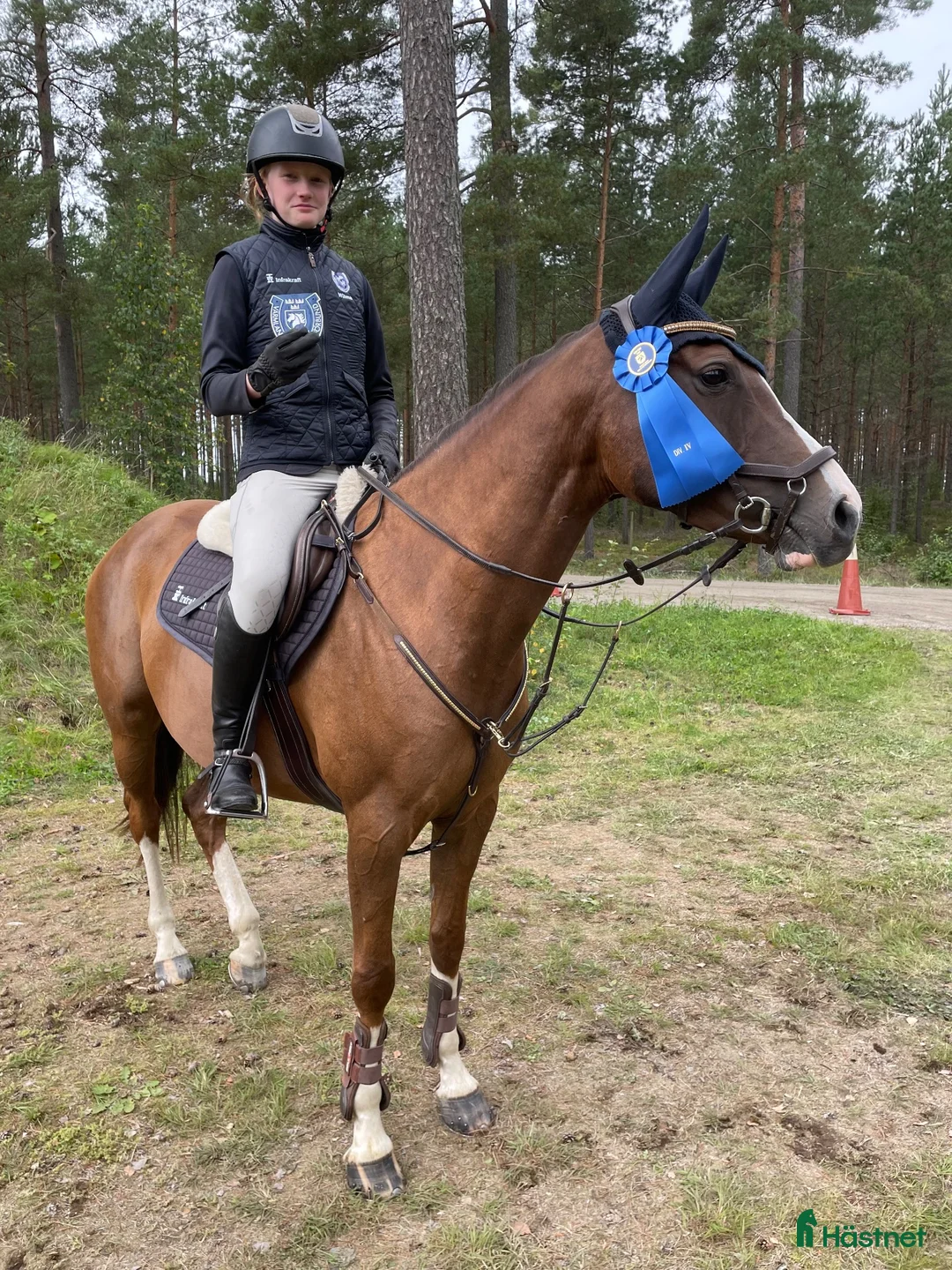 Hoppning hästar till salu: Avelssto eller tävlingsponny i Hammarö - Annons 8