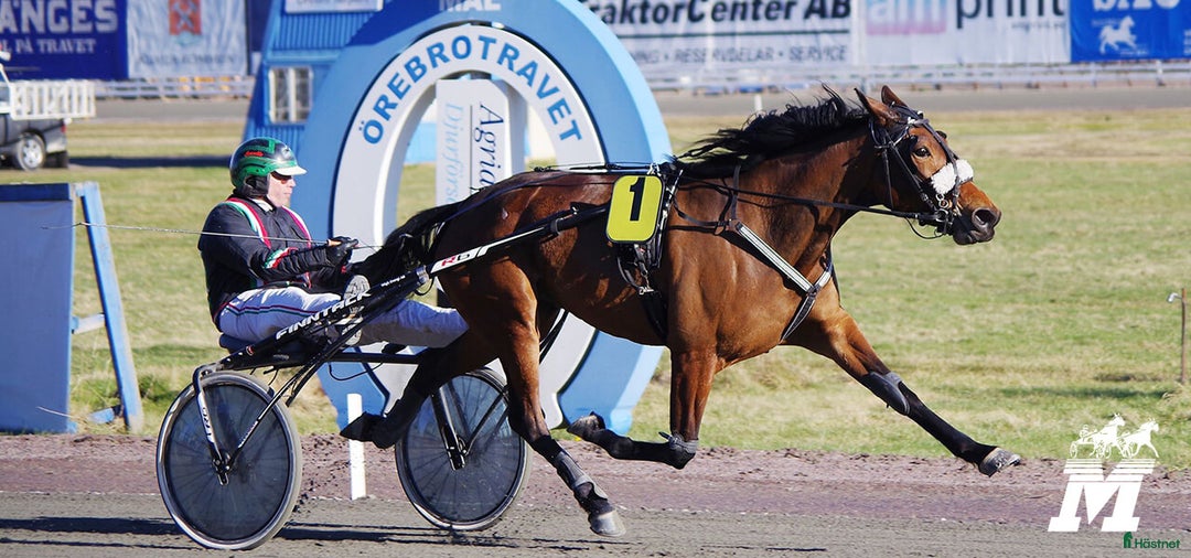 Allround hästar till salu: Stabil o trygg promenadhäst i Östra Ryd - Annons 4