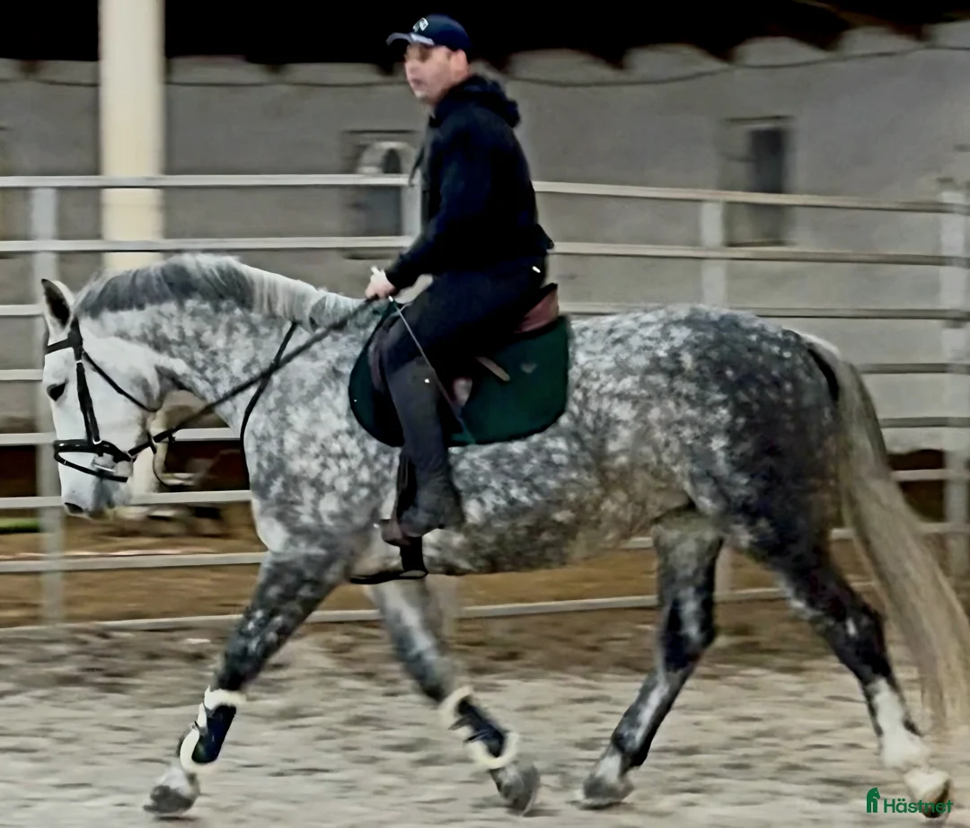 Allround hästar till salu: Incredible looking Allrounder for New Year - Annons 2