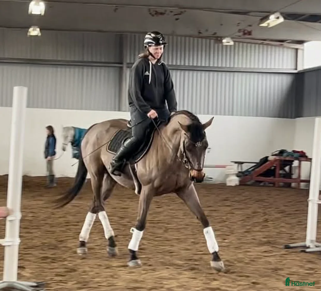 Allround hästar till salu: Snyggt sto  - Annons 2