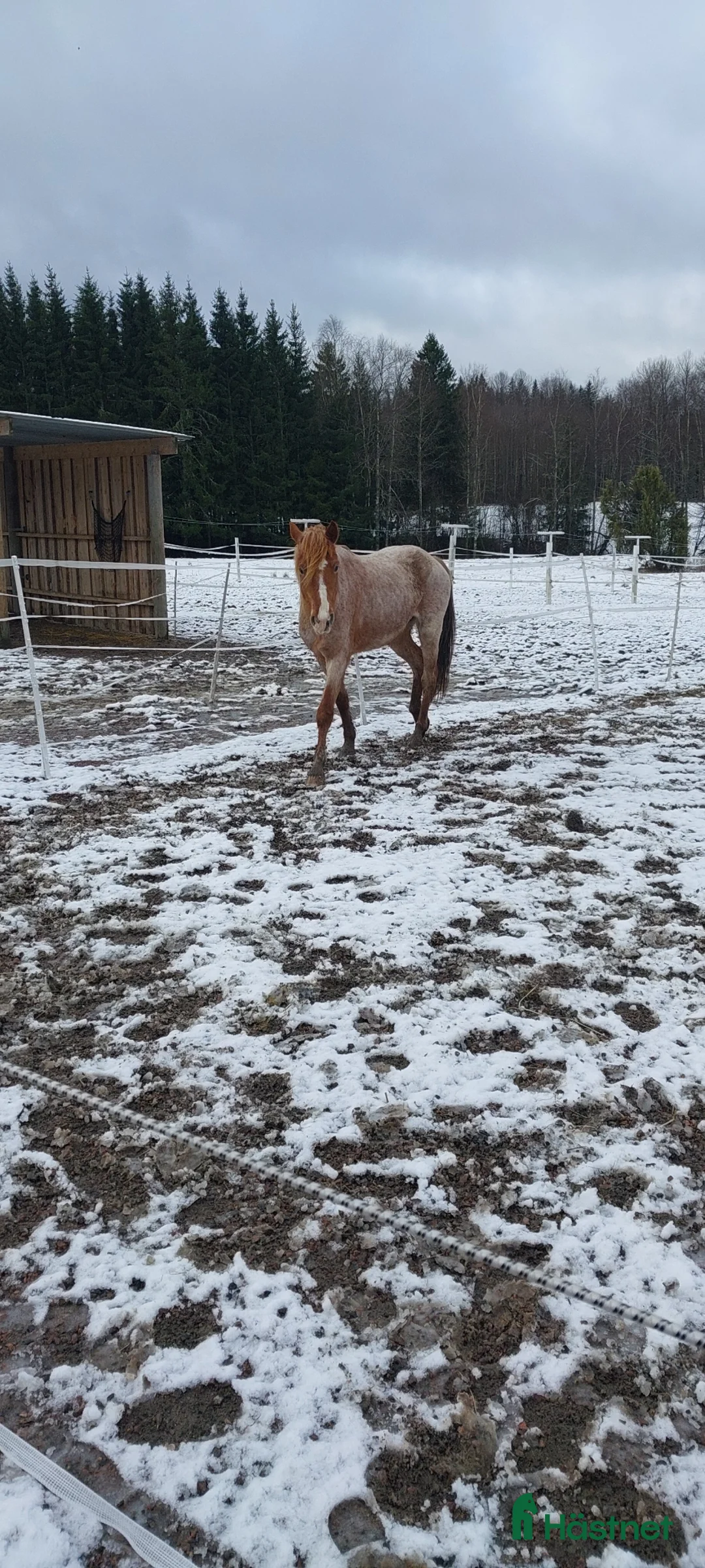 Allround hästar till salu: Nokotahäst  - Annons 2