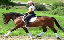 Allround hästar till salu: Gorgeous, sweet and ready for anything allrounder i Örsundsbro - Annons 7