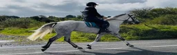 Hoppning hästar till salu: Beautiful overheight Connemara  - Annons 12