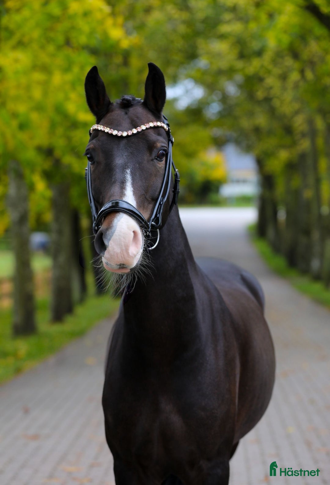 Dressyr hästar till salu: Fantastisk Dressur Pony - Annons 2