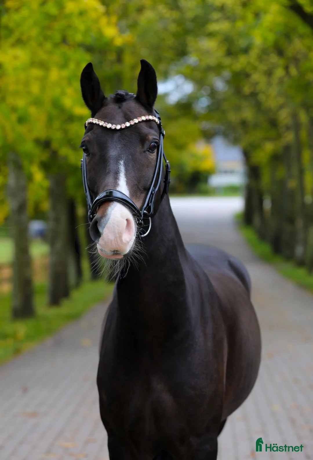 Dressyr hästar till salu: Fantastisk Dressur Pony - Annons 2