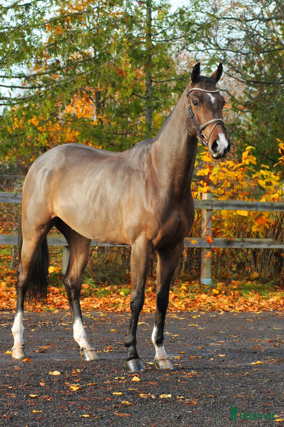 Hoppning hästar till salu: 4år e: Hardrock Z i Åtvidaberg - Annons 6