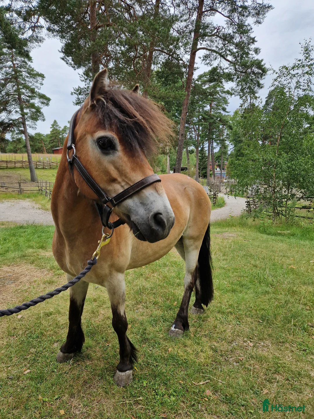 Allround hästar till salu: Allsidig skogsmulle i Södertälje - Annons 1