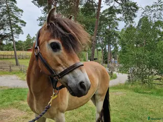 hästar Allsidig skogsmulle i Södertälje - Annons 13