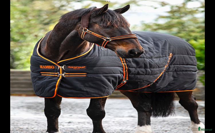 Täcken hästutrustning till salu i Lund - Annons 10
