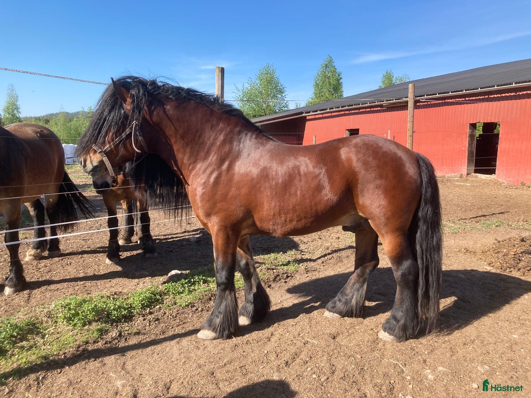 Allround hästar till salu: Nsv brukshingst säljes i Alfta - Annons 2