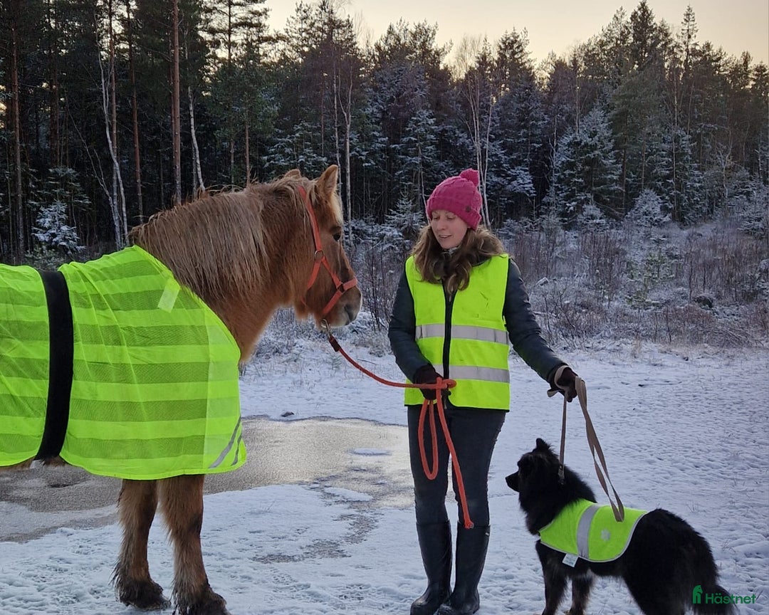 Island hästar till salu: Lugnt och snällt sto i Landvetter - Bild 8