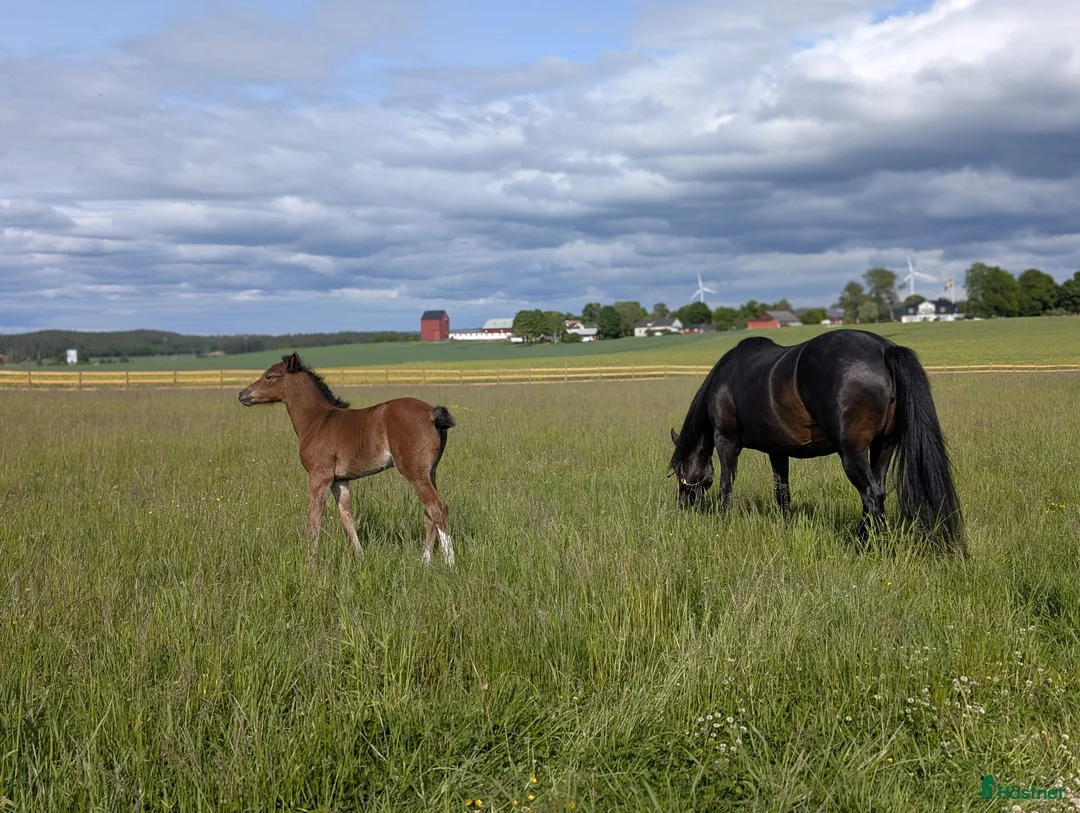 Hoppning hästar till salu: Svenskt Ridponny-föl till salu - Annons 6