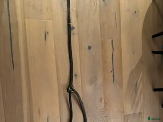 Övrig Hästutrustning hästutrustning Horse Guard förbygel i Värnamo - Annons 10