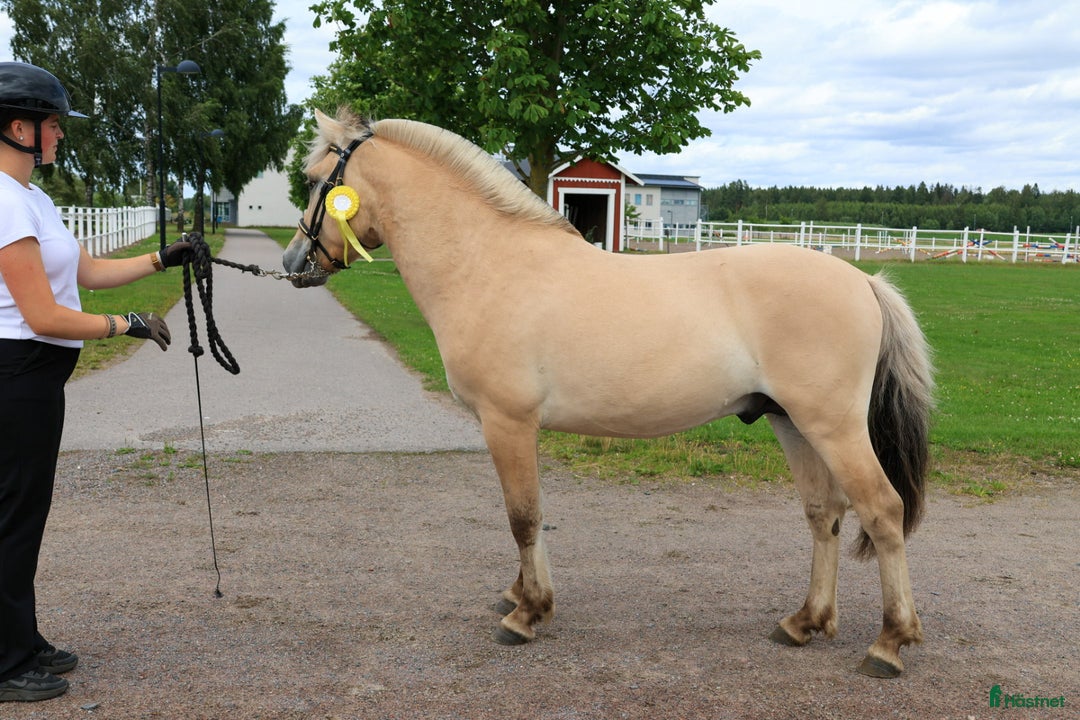 Allround hästar till salu: Lothar, världens bästa häst ♡ i Söderköping - Annons 15