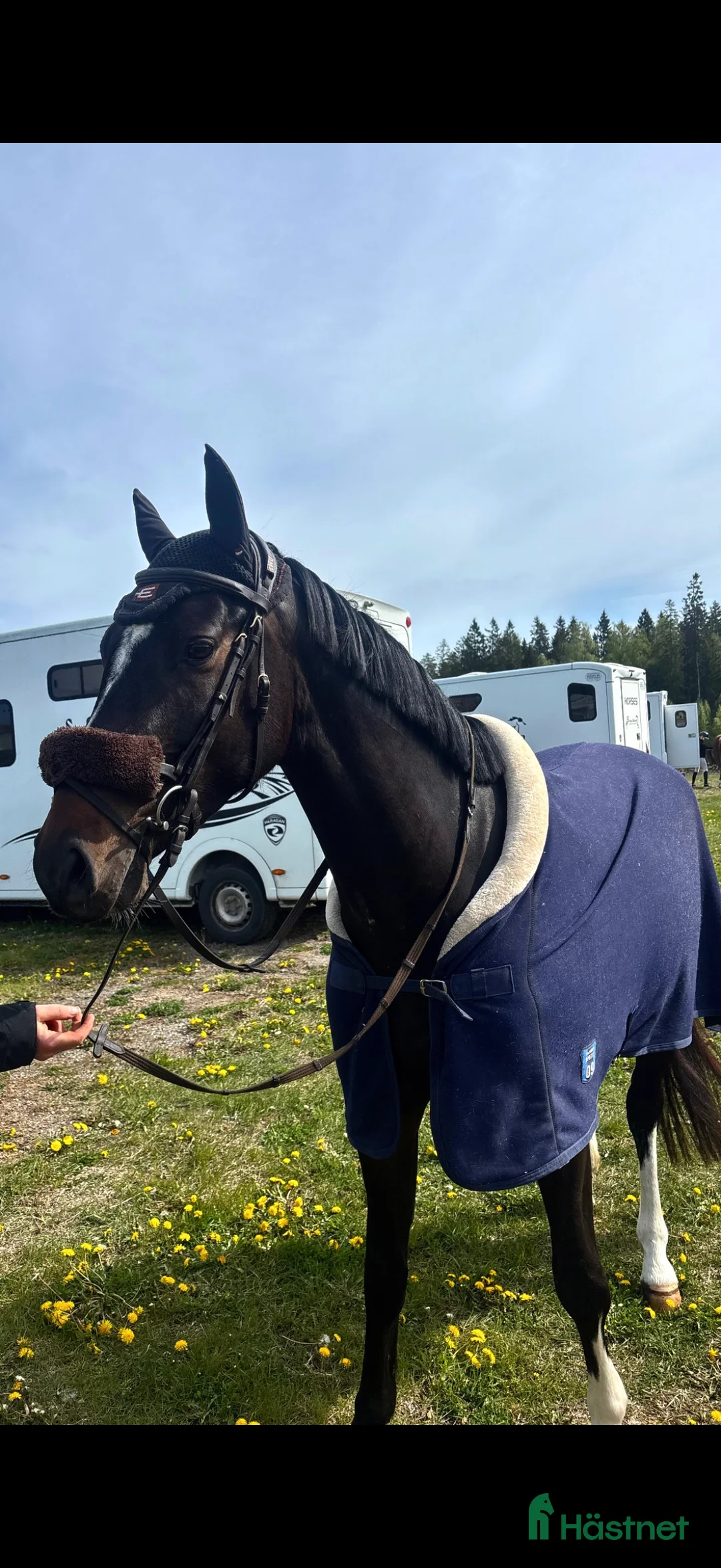 Hoppning hästar till salu: Superfin 5 årig Valack i Sala - Annons 2