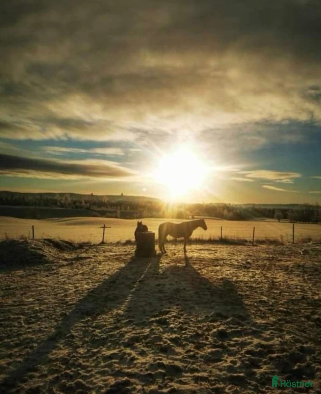 Western hästar sökes: Western hest (quarter, paint) ønskes til godt hjem i Finstadjordet - Annons 3