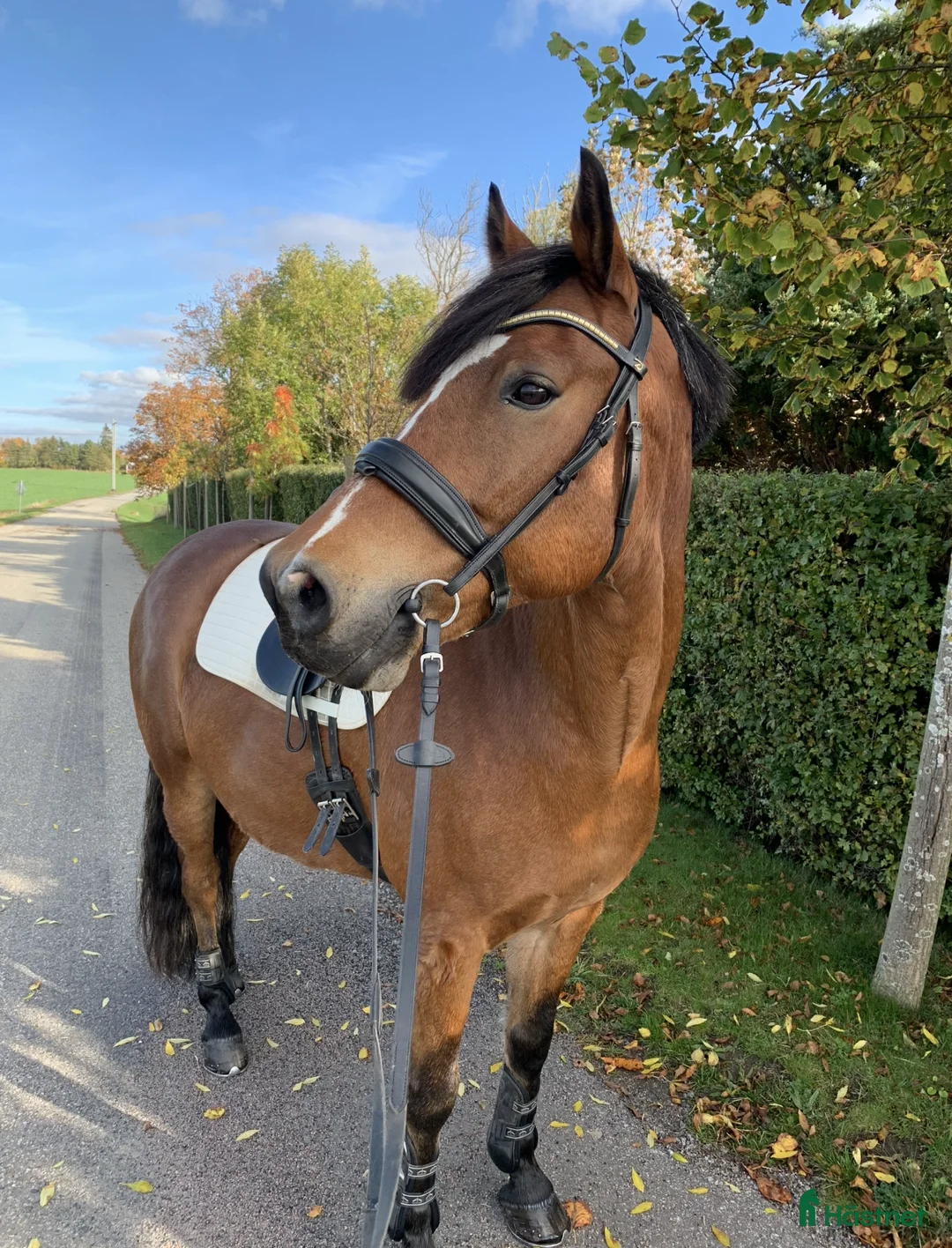  foderhäst finnes: Välskolad New Forest  - Annons 2