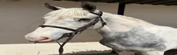 Hoppning hästar till salu: Attyrory Horses - Annons 8