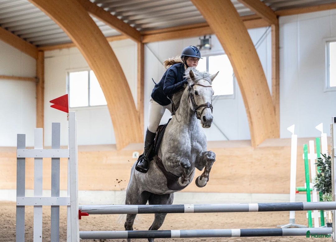  medryttarhäst finnes: Välutbildad tävlingsponny D söker bet. medryttare i Åkersberga - Annons 2