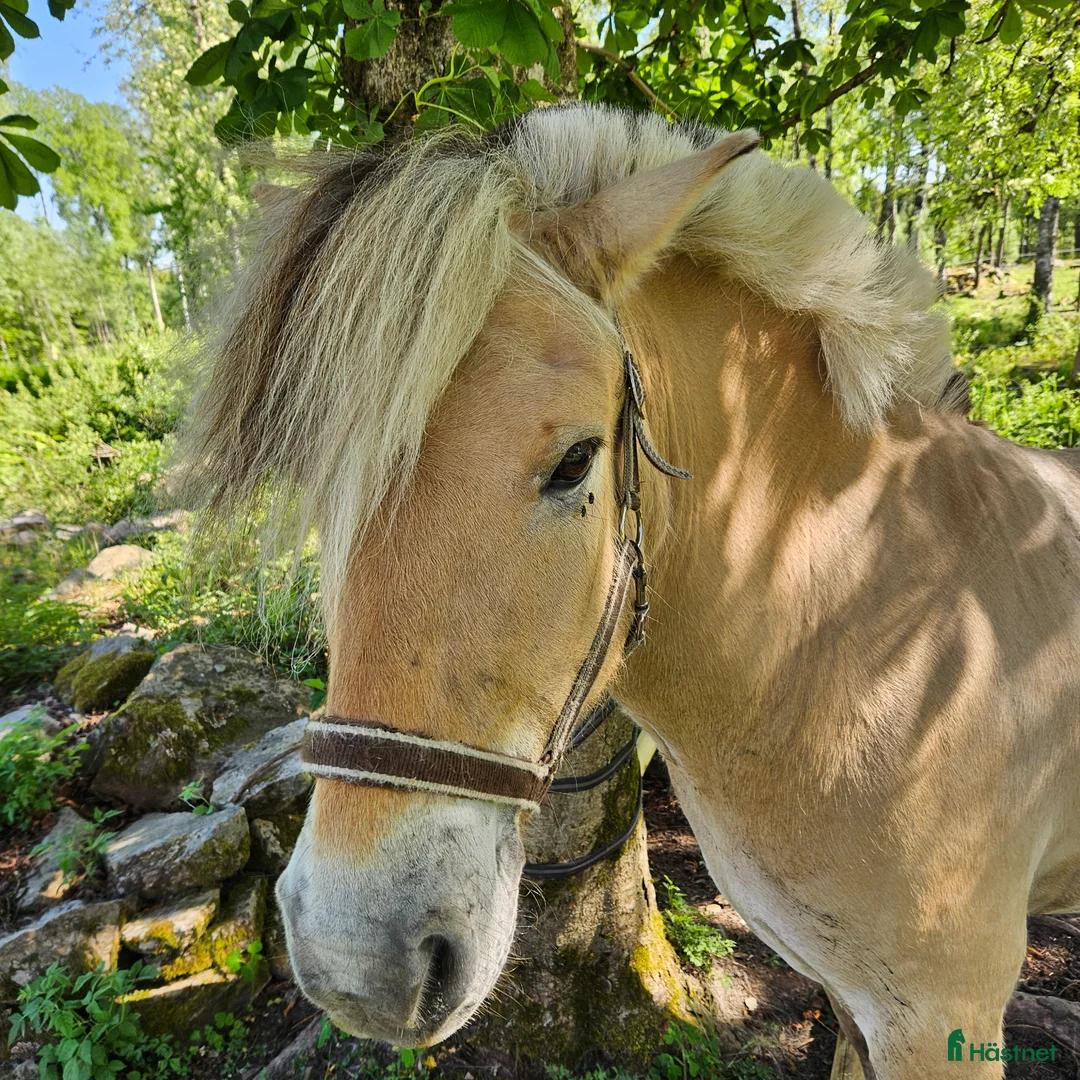 Allround hästar till salu: Mysig familjekille i Unnaryd - Annons 2