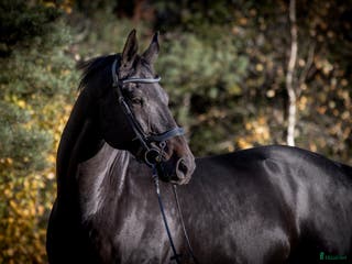 hästar En bästa vän utan begränsningar i Grisslehamn - Annons 11