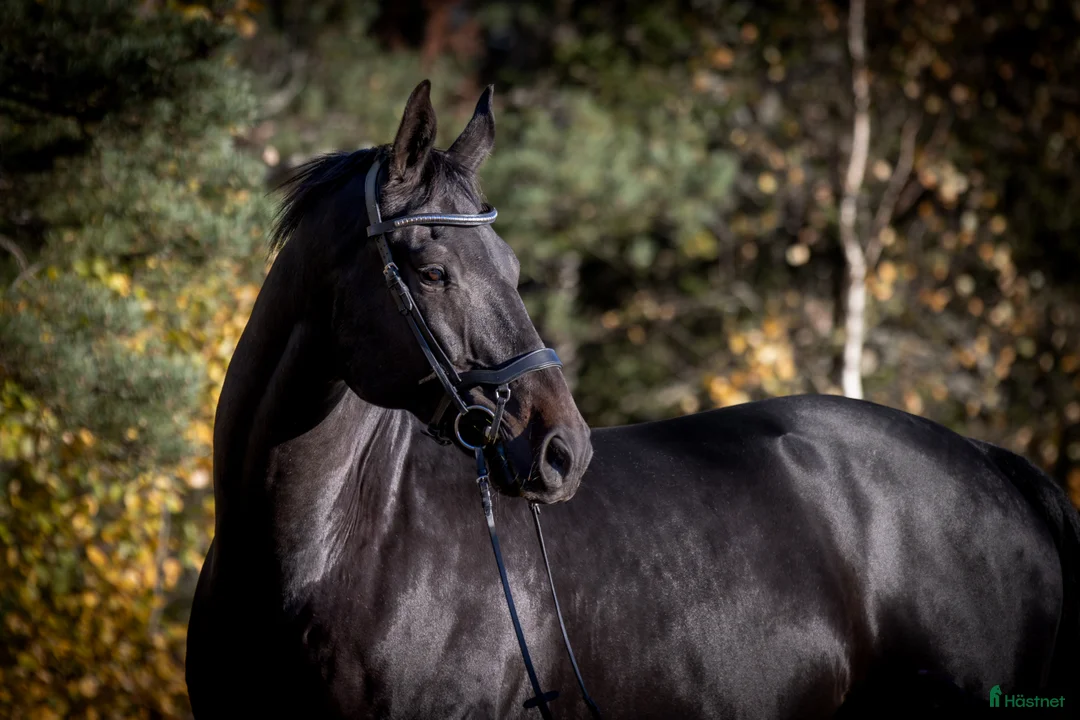 Hoppning hästar till salu: En bästa vän utan begränsningar  i Grisslehamn - Annons 1