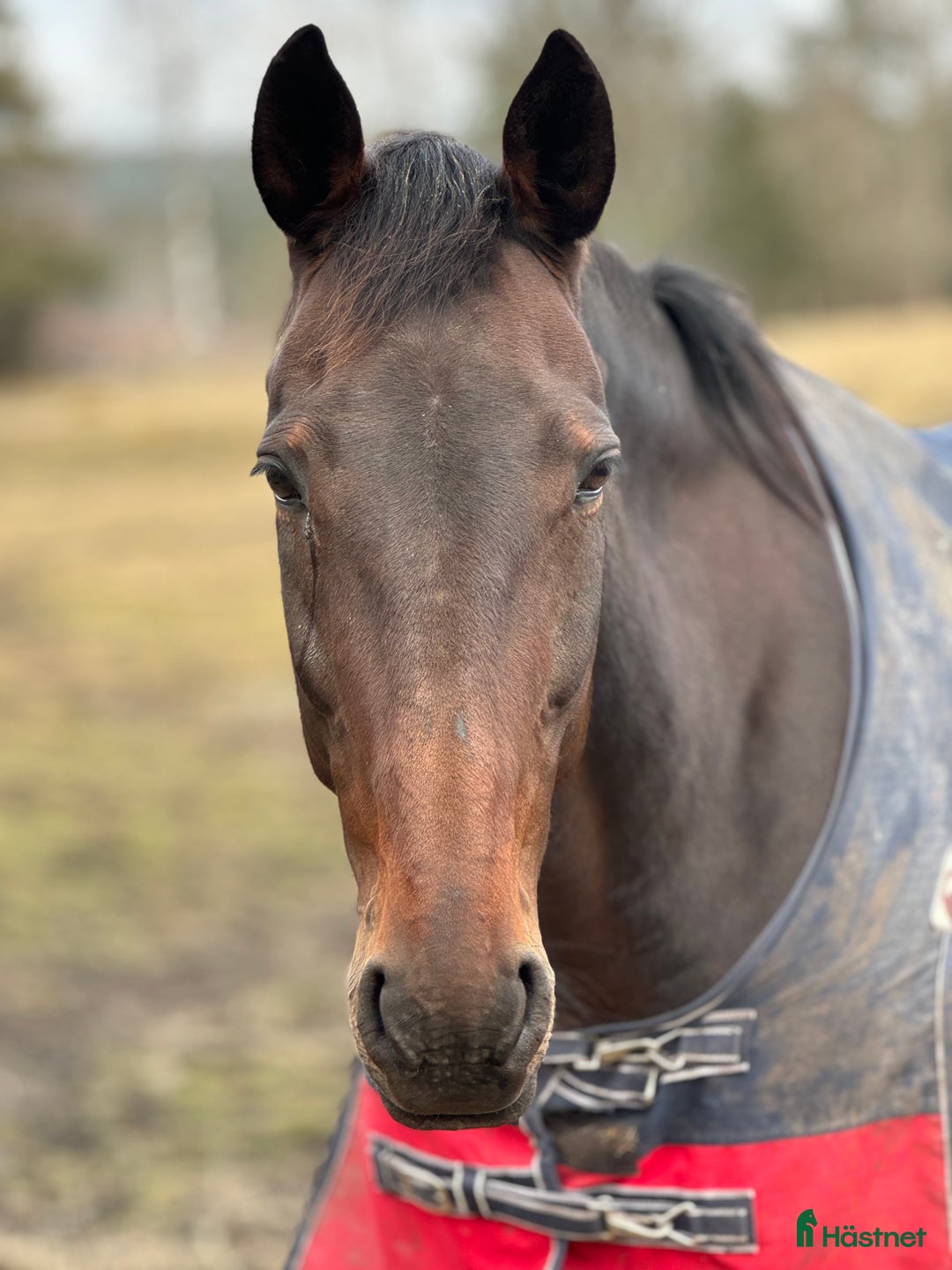 Allround hästar till salu: Intresse koll på världens snällaste sto - Annons 2