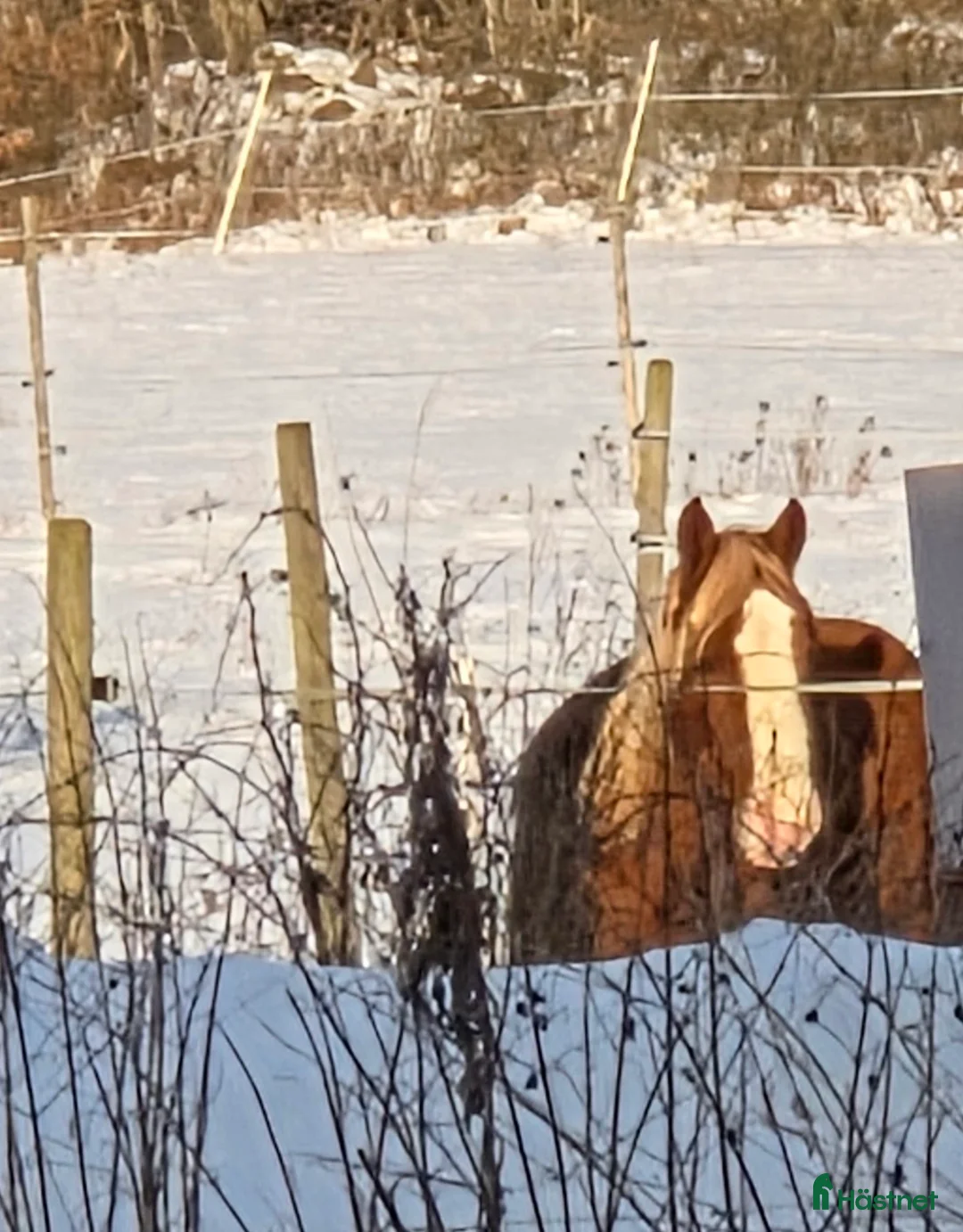 Allround hästar till salu: Trevlig Welsh Partbred säljes. - Annons 3