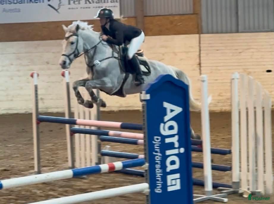  hästar Fin hopphäst med bra gång FYND - Annons 2