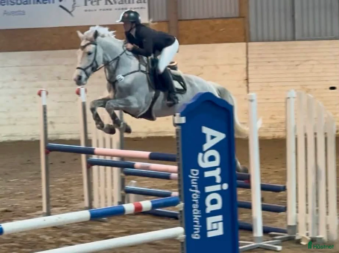 Allround hästar till salu: Fin hopphäst med bra gång FYND - Annons 2