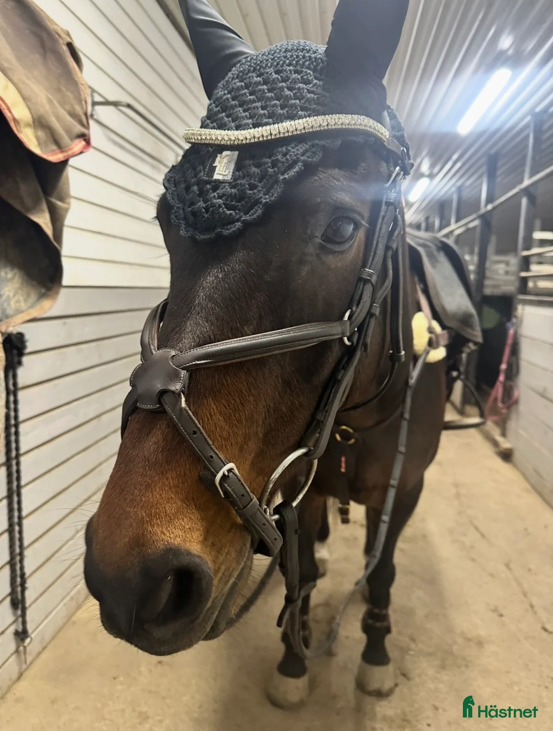 Träns hästutrustning till salu: Dyon träns  i Göteborg - Annons 1