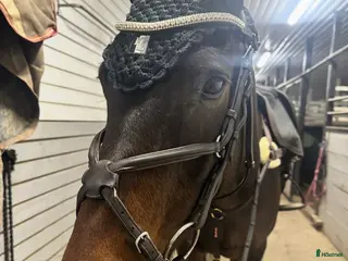 Träns hästutrustning Dyon träns i Göteborg - Annons 10