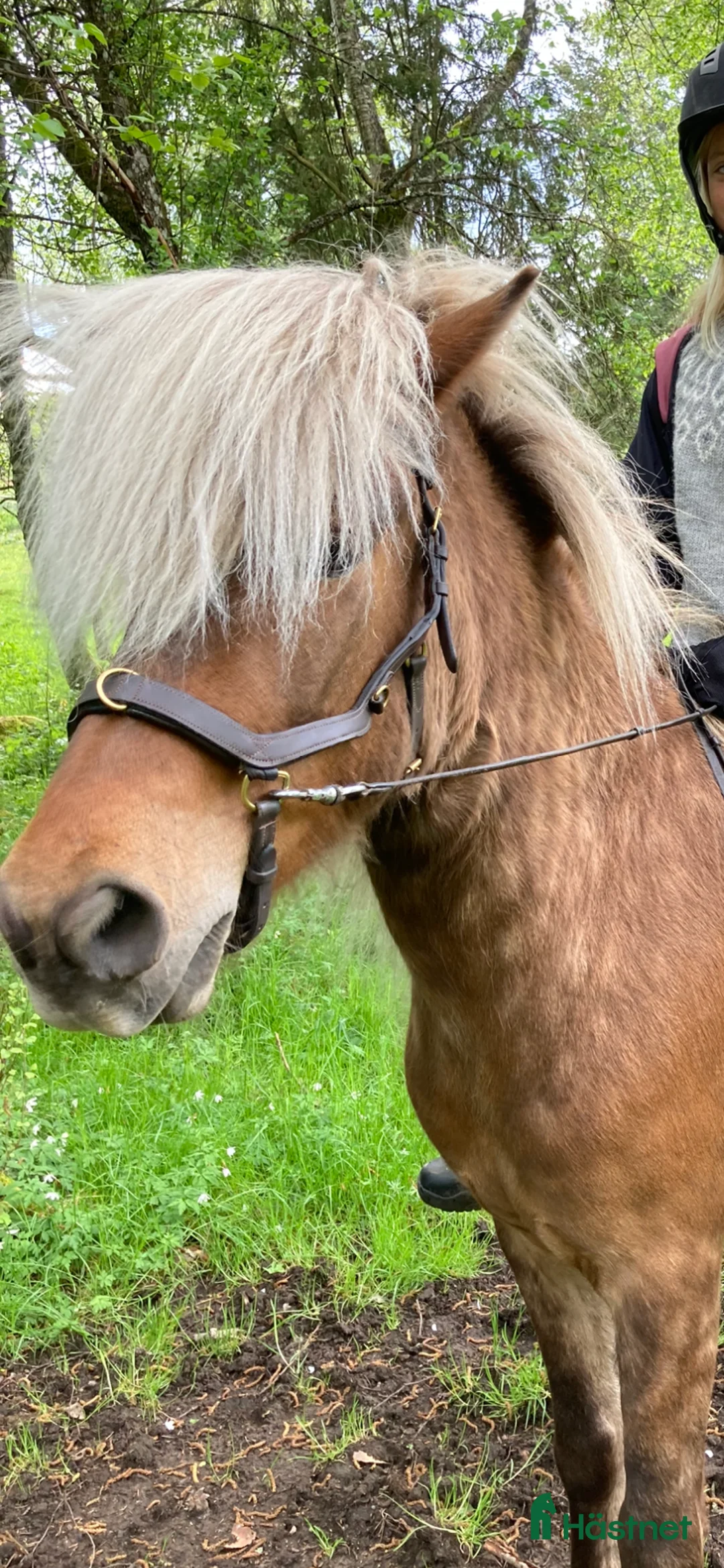 Galleribild {{count}}