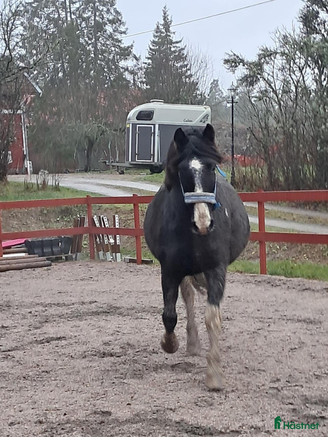 Allround hästar till salu: Projekt foderköp - Annons 2
