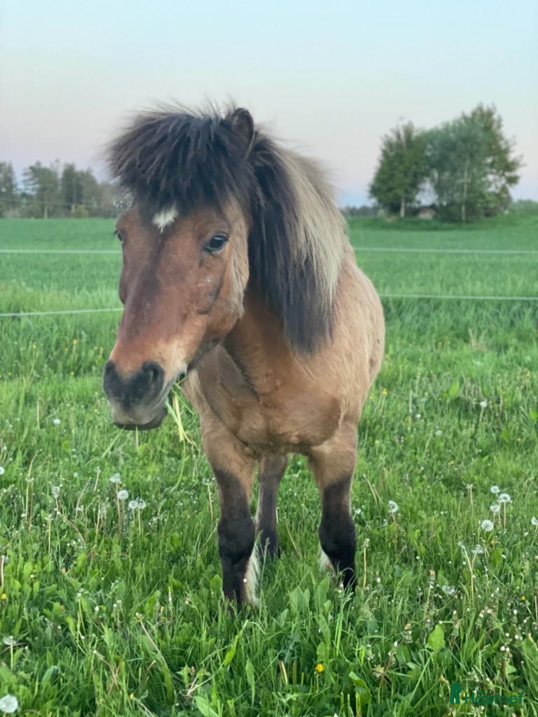 Island hästar till salu: Tre islandshästar (valack efter Ísar fra Keldudal) i Ärla - Annons 10
