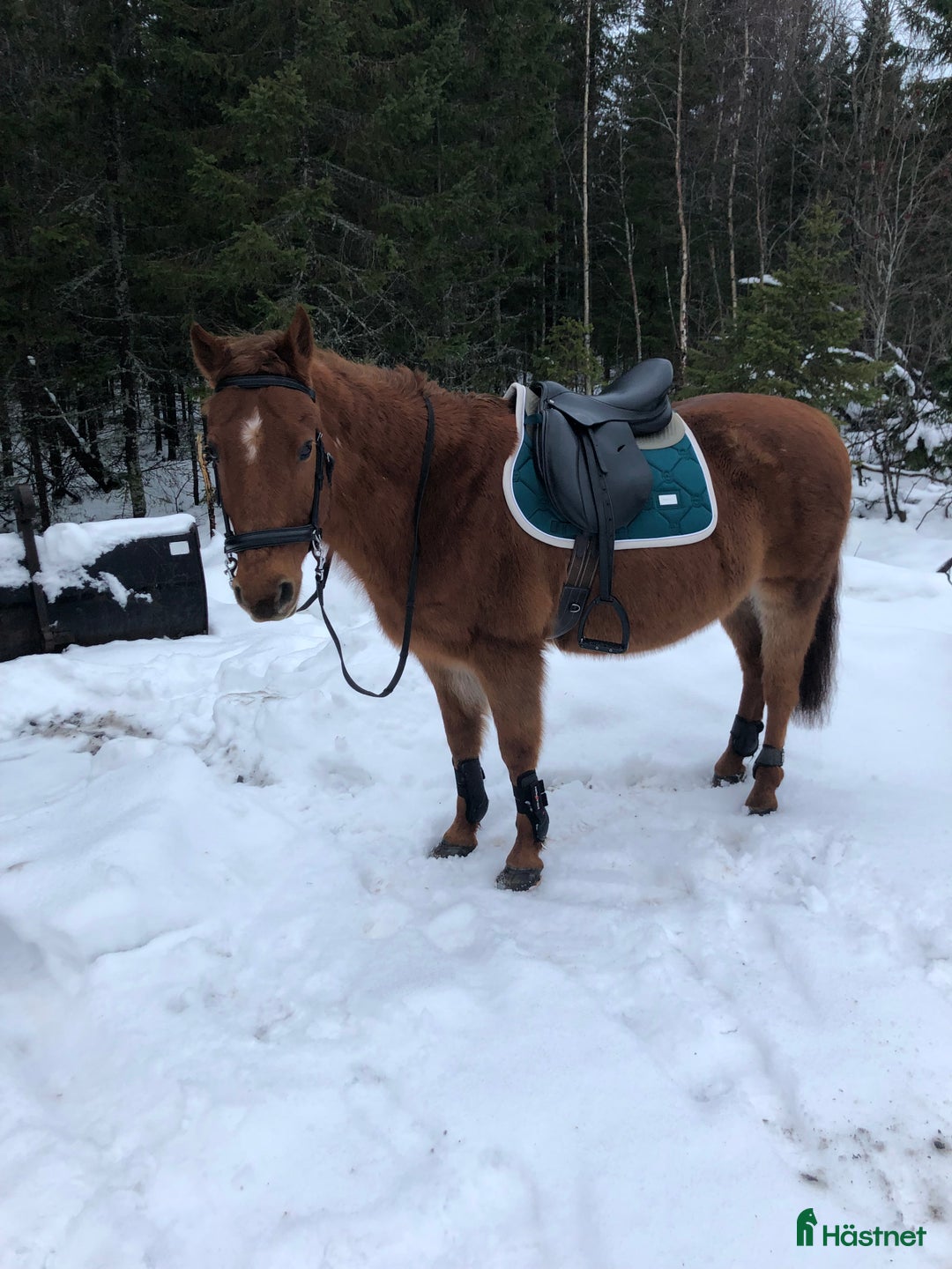 Schabrak & Vojlockar hästutrustning till salu: Fint equestrian Stockholm schabrak  i Umeå - Annons 1